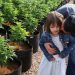 charlottes web cbd aliejus Charlotte Figi, mergina, įkvėpusi CBD judėjimą, mirė sulaukusi 13 metų