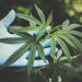 kanapes cbd istatymas cbd įstatymai jav