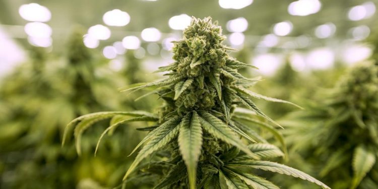 marihuanos nauda marihuanos nauda