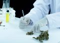 medicinine marihuana medicinine marihuana