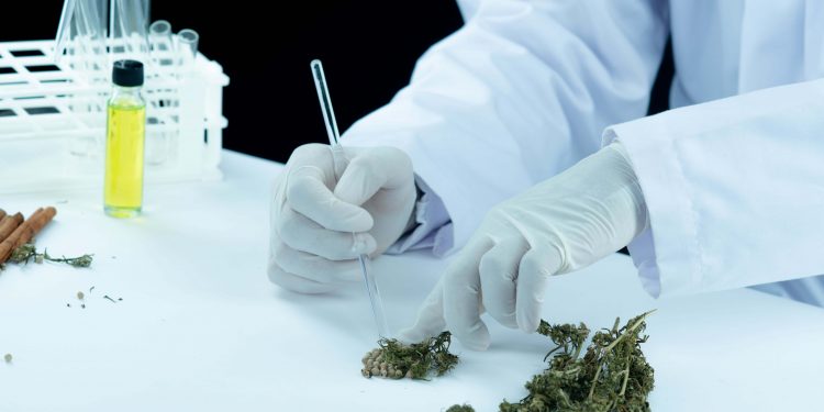 medicinine marihuana