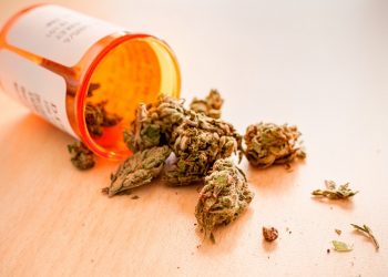 medicinines kanapes marihuana min medicininės kanapės - marihuana