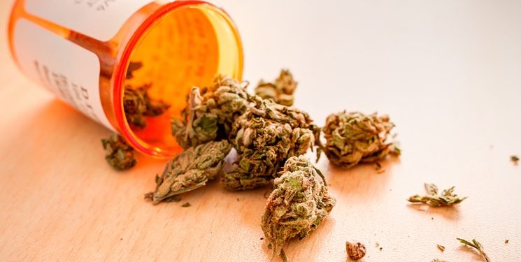 medicinines kanapes marihuana min medicininės kanapės - marihuana