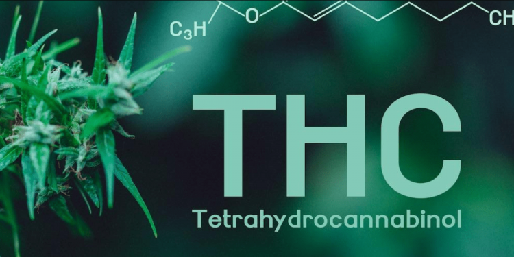 thc Tetrahidrokanabinolis thc Tetrahidrokanabinolis