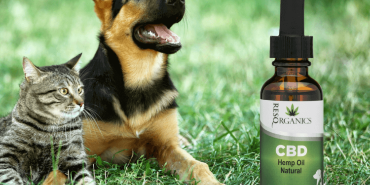 cbd katems sunims 1 CBD Aliejus Gyvūnams: 2023 m. gidas naminių gyvūnėlių savininkams