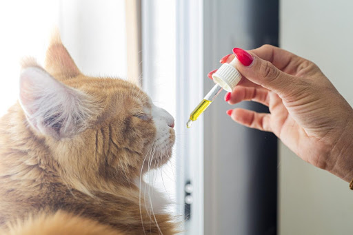 Introducing CBD to Your Cats What You Should Know