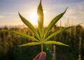 Kaip issirinkti veiksminga CBD alieju Kaip išsirinkti veiksmingą CBD aliejų