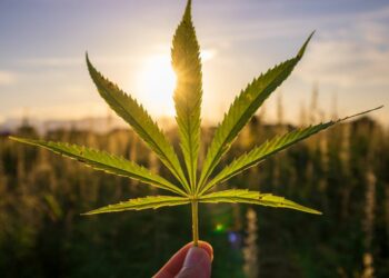 Kaip issirinkti veiksminga CBD alieju Kaip išsirinkti veiksmingą CBD aliejų
