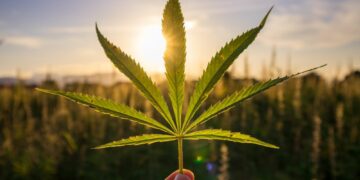 Kaip issirinkti veiksminga CBD alieju Kaip išsirinkti veiksmingą CBD aliejų