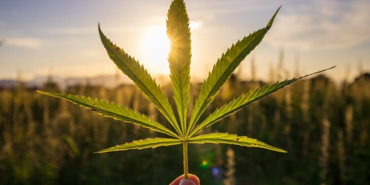 Kaip issirinkti veiksminga CBD alieju Kaip išsirinkti veiksmingą CBD aliejų