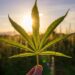 Kaip issirinkti veiksminga CBD alieju Kaip išsirinkti veiksmingą CBD aliejų